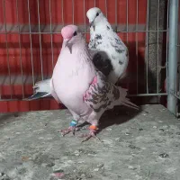 چند جفت کفتر پرشی دهن جور|پرنده|ری, اقدسیه|دیوار