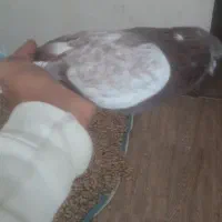 کبوتر اوچان|پرنده|پارس‌آباد, |دیوار