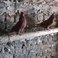 کبوتر گرگی