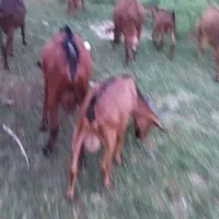 فروش بز نر الپابن