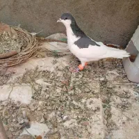 کیف|کیف، کفش، کمربند|فردوس (خراسان), |دیوار