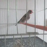 سهره کرمانی بخون