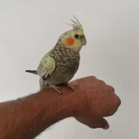 عروس هلندی جوان نر طاووسی فوق دستی|پرنده|تربتحیدریه, کاشانی|دیوار