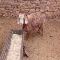 بز جوان دانه ۵۲۰۰|حیوانات مزرعه|تربت جام, معدآباد|دیوار