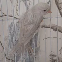 قناری ماده نقره ای