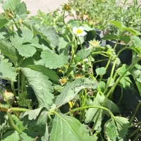 نهال اصلاح شده یزد