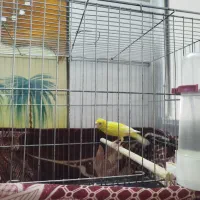 قناری زرد ماده