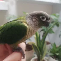 گیرنچک لئوساید دستی|پرنده|اصفهان, عمان سامانی|دیوار