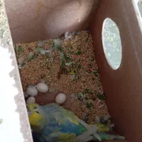 مرغ عشق/فنچ/عروس/کوتوله/الماسی|پرنده|زاهدان, |دیوار