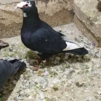 کبوتر قلدر وخوشکل|پرنده|تربت‌حیدریه, شهرک ولیعصر|دیوار