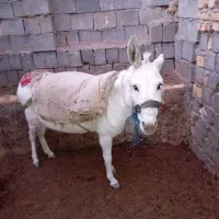 فروشیوتعویض باخرکار