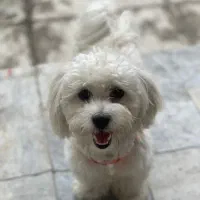 مالتیز آپارتمانی