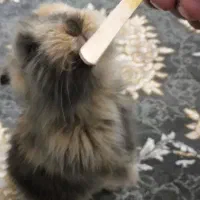 خرگوش لوپی|موش و خرگوش|پاکدشت, حصار امیر|دیوار