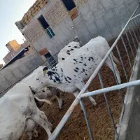 چند راس گاو شیری باگوساله|حیوانات مزرعه|سبزوار, قصبه غربی|دیوار