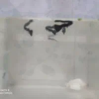 فروش ماهی های زیبا|ماهی|خرمدره, |دیوار