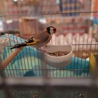 سهره جوجه سال تازه صاف بسیارزیبا