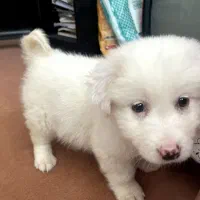 توله اشپیتز