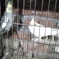 عروس هلندی مولد زعفرانی|پرنده|بناب, |دیوار