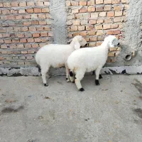 دوتا2تا بره دوقلو نر و ماده/خانگی نان خور وجوخور|حیوانات مزرعه|زاهدان, |دیوار