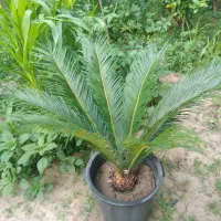 سیکاس