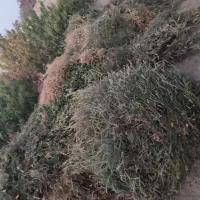 علفبرایخوراکدام