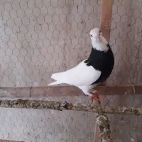 کبوتر طوقی و سار ۸۰۰۰۰۰۰تومان|پرنده|گنبد کاووس, |دیوار