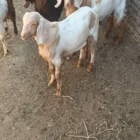 بزبزغاله|حیوانات مزرعه|تربتحیدریه, پائین ولایت|دیوار