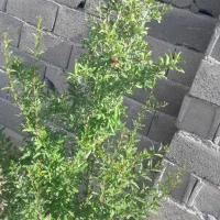 باغ|فروش زمین و ملک کلنگی|شبستر, |دیوار