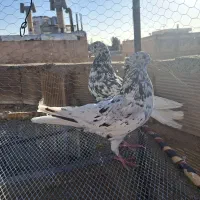 کفتر اصفهانی ترمی