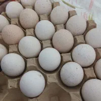 تخم نطفه دار بوقلمون