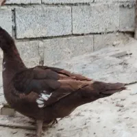 اردک اسرائیلی|حیوانات مزرعه|گمیشان, |دیوار