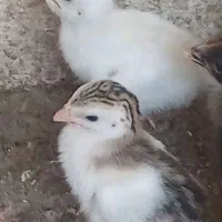 تخم مرغ شاخدار