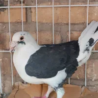 کبوتر