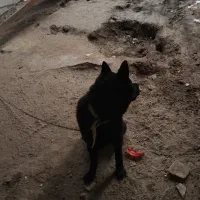 ژرمن بلک|سگ|مشهد, انقلاب|دیوار