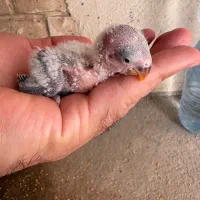 فروش جوجه طوطی برزیلی