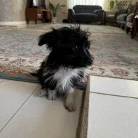 گمشده|حیوانات|اراک, |دیوار