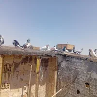 کفتر پرشی زدو خورد