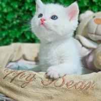 تولهوهای مینی گربه