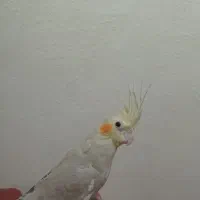 گمشده عروس هلن ی|حیوانات|تبریز, |دیوار