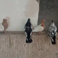 کفترسینه|پرنده|سبزوار, امیر کبیر|دیوار
