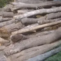 خرید چوب تر و خشک|خدمات باغبانی و درختکاری|مشگین شهر, |دیوار