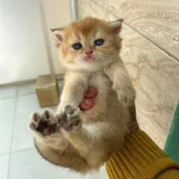 شهر گربه های پشمالو (پرشین اسکاتیش بریتیش رگدال)|گربه|ساری, |دیوار