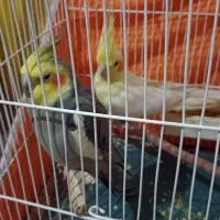 یک جفت عروس هلندی مولد جوان و سالم|پرنده|کبودرآهنگ, |دیوار