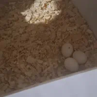 عروس هلندی|پرنده|تهران, هلال احمر|دیوار