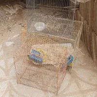 ۱۴۰۰۰۰|کلکسیون و سرگرمی|خواف, |دیوار