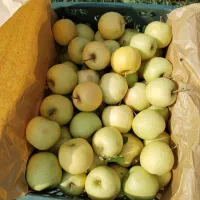 سیب اشنویه