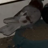 کفتر باخت رفته پیس