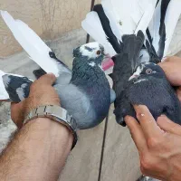 کفتر کبوتر|پرنده|تهران, صد دستگاه|دیوار