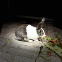 خرگوش