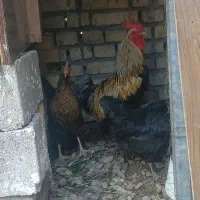 مرغ و خروس